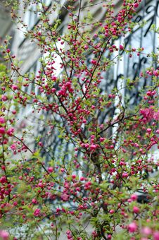 Japanese Cherry Tree In Blossom Time. Stock Image Japanese Cherry Tree In Blossom Time. Stock Image