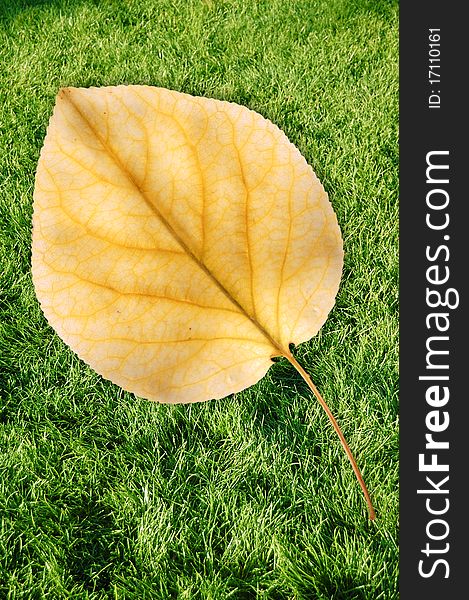 Apricot Leaf On Grass, Close-up