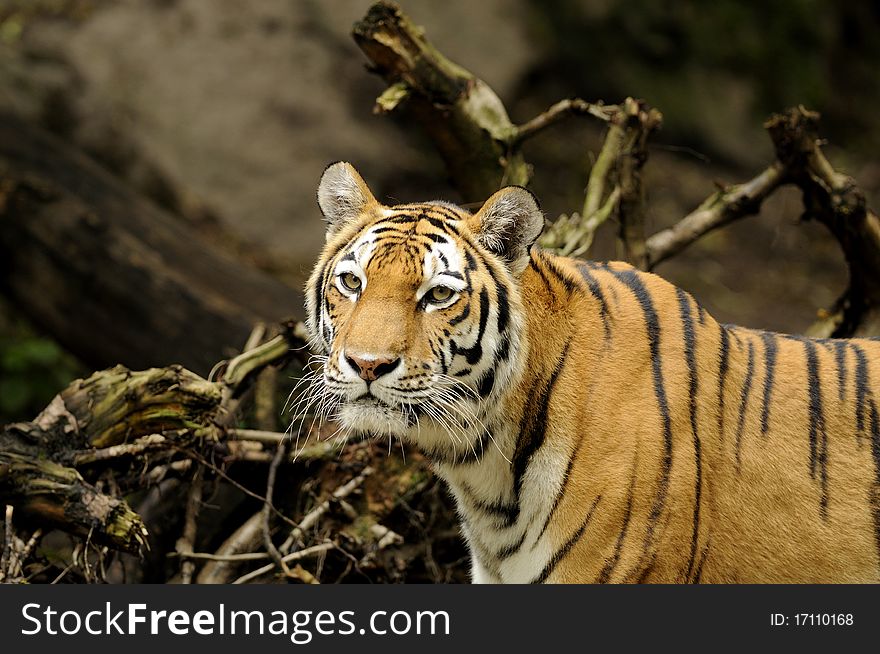 Siberian Tiger ( Panthera tigris altaica )