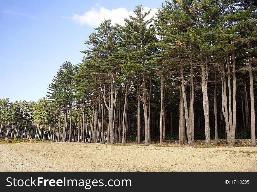 Tall trees along the edge of the beach. Tall trees along the edge of the beach