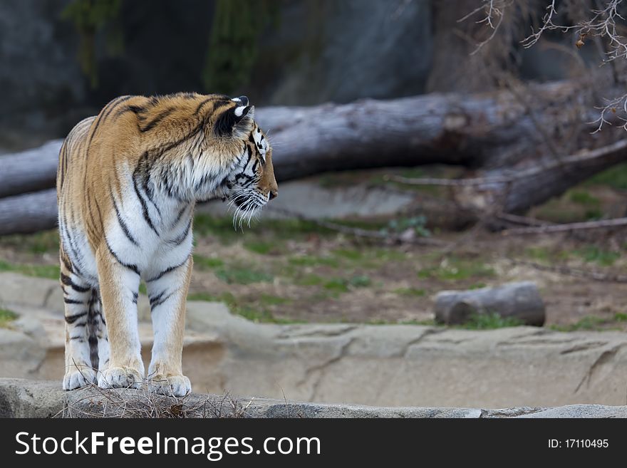 A photo of a Siberian Tiger.