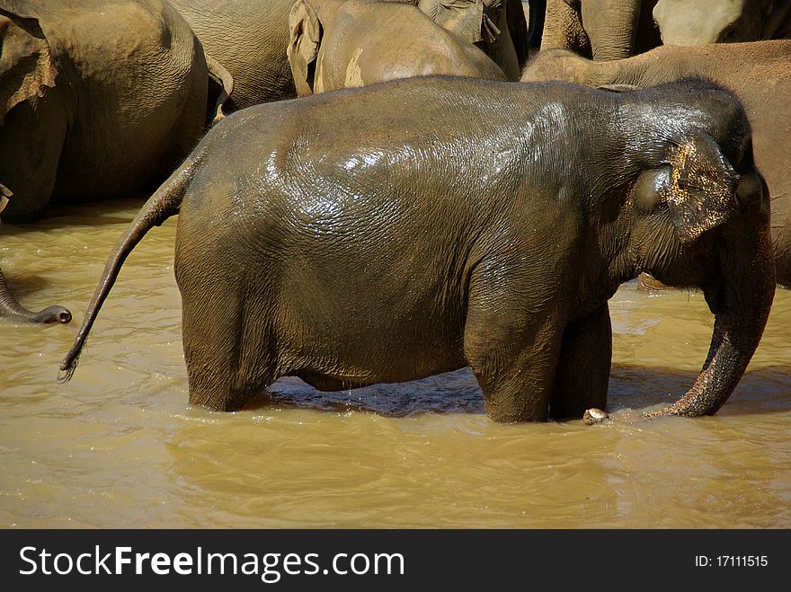 A hurd of elephants washing and drinking in river. A hurd of elephants washing and drinking in river