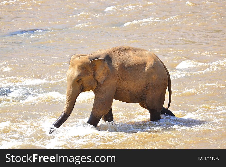 Elephant In River