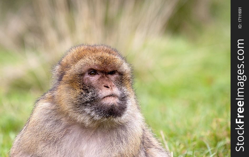 Barbary Macaque monkey sat on grass