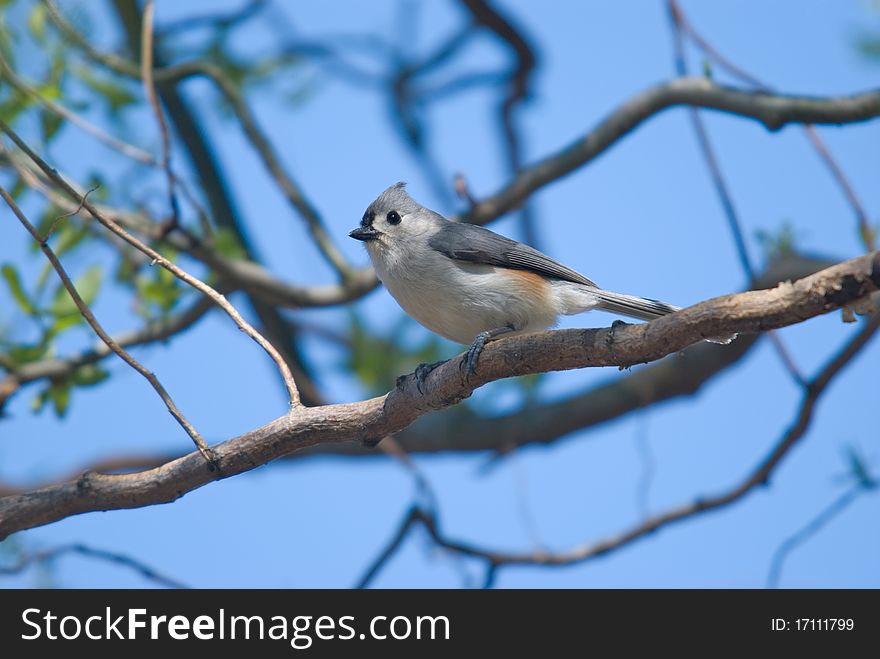 Tufted titmouse (Baeolophus bicolor) sitting on corkscrew willow branch
