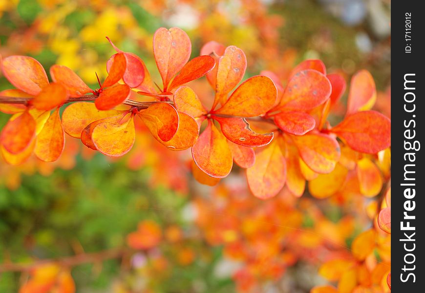 Brightly colored leaves on the bush in the garden. Brightly colored leaves on the bush in the garden