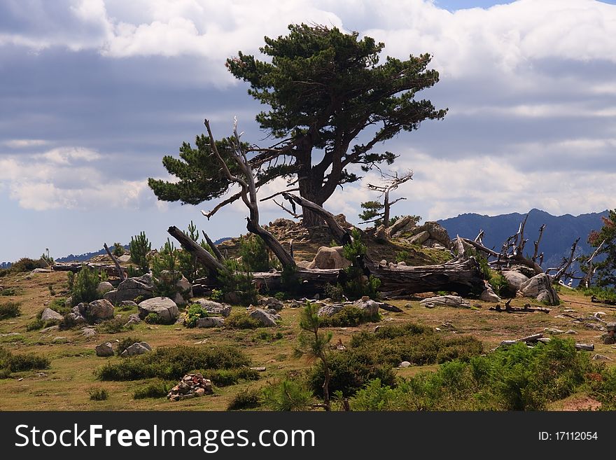 Mountain scenery; Solitary tree; Corsica, France. Mountain scenery; Solitary tree; Corsica, France