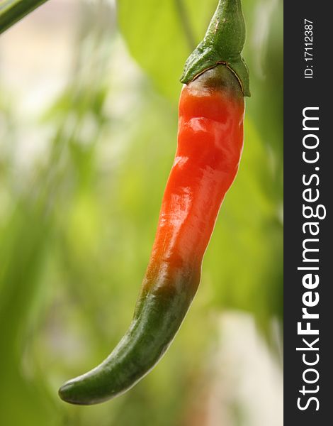 Chilli pepper with green background
