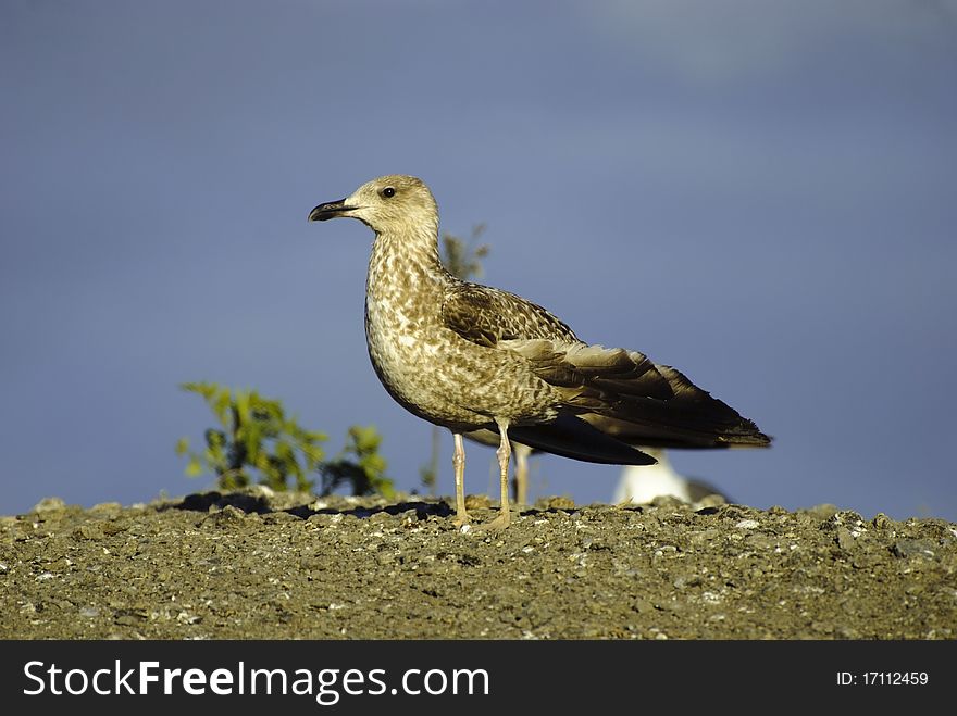 One beauty gull on near Park natural (Coto Donana) - Spain.