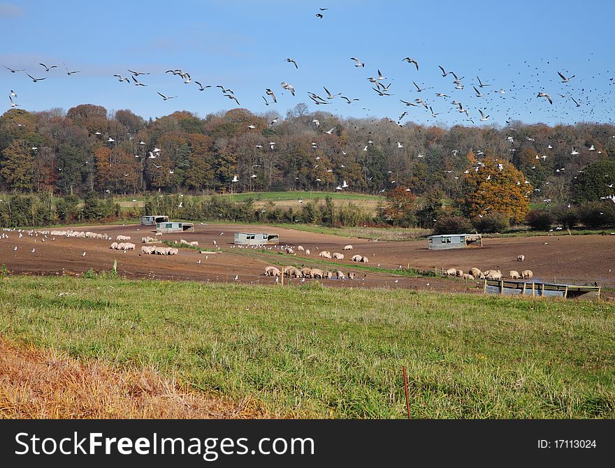 A Landscape in rural Berkshire, England with Pigs and a flock of flying Seagulls. A Landscape in rural Berkshire, England with Pigs and a flock of flying Seagulls