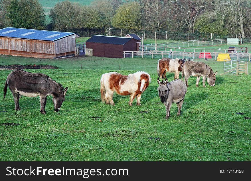 A Group of Miniature Donkeys and Shetland Ponies grazing in an English Meadow