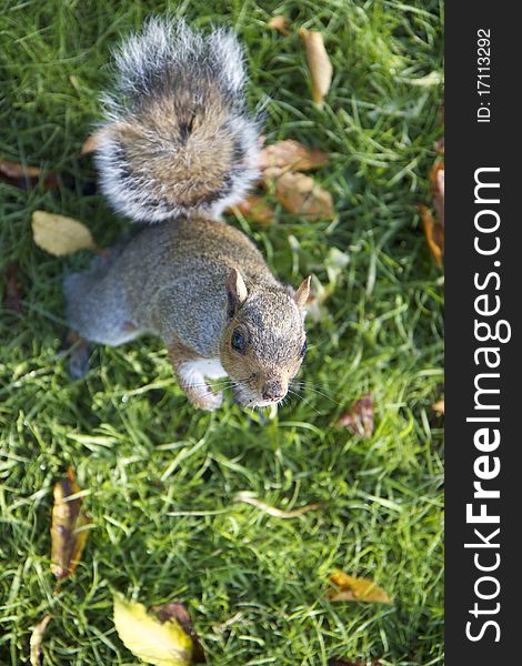 This standing up squirrel is waiting for more food. This standing up squirrel is waiting for more food