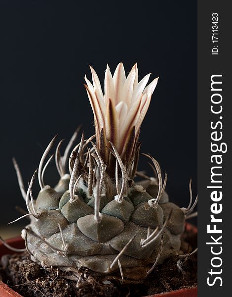Turbinicarpus macrochele cactus with flower