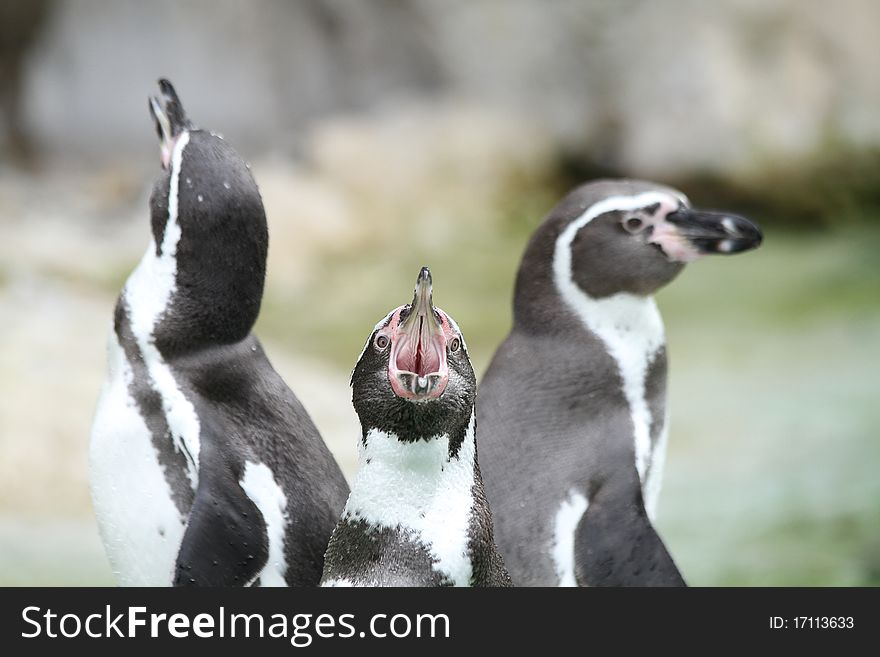 less crying penguin in the protection of parents. less crying penguin in the protection of parents