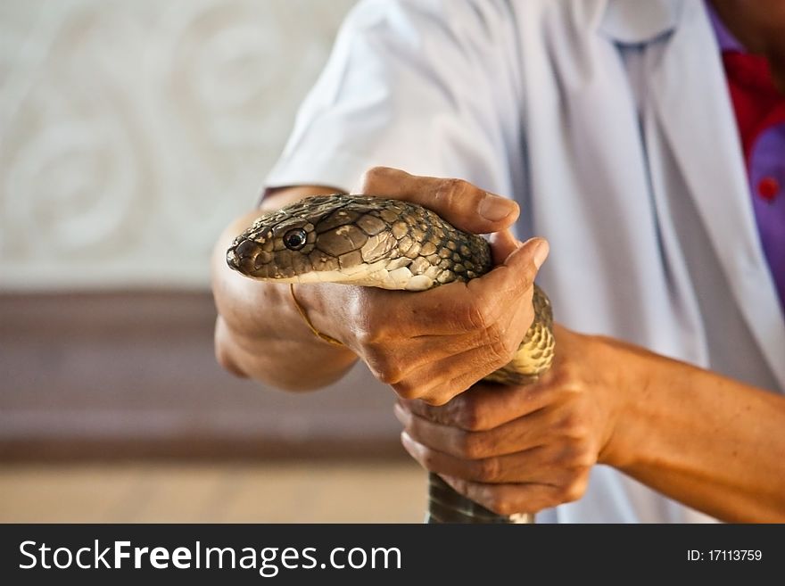 Cobra snake catcher in Thailand snake farm