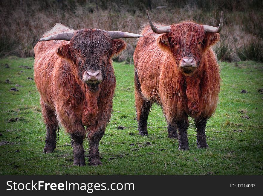 Scottish Cows