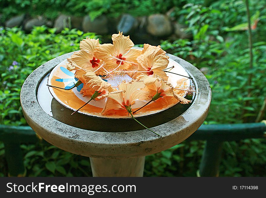 Fresh plucked yellow or golden-colored hibiscus flowers arranged on plate placed on top of a birdbath in the garden. Fresh plucked yellow or golden-colored hibiscus flowers arranged on plate placed on top of a birdbath in the garden.