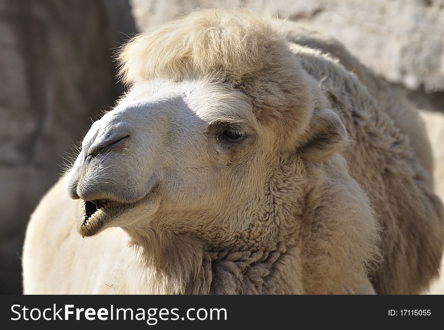 A White camel in Zoo.