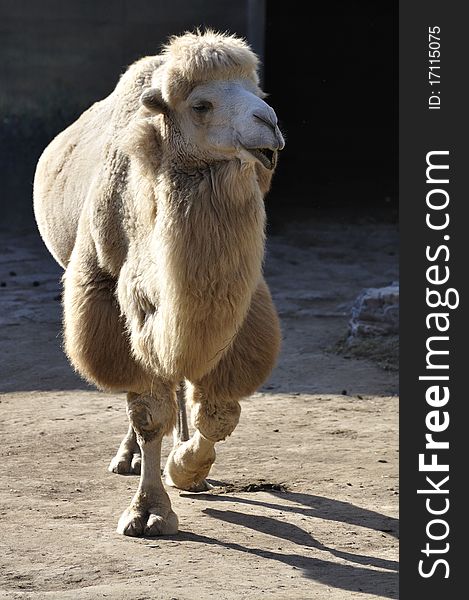 A White camel in Zoo.