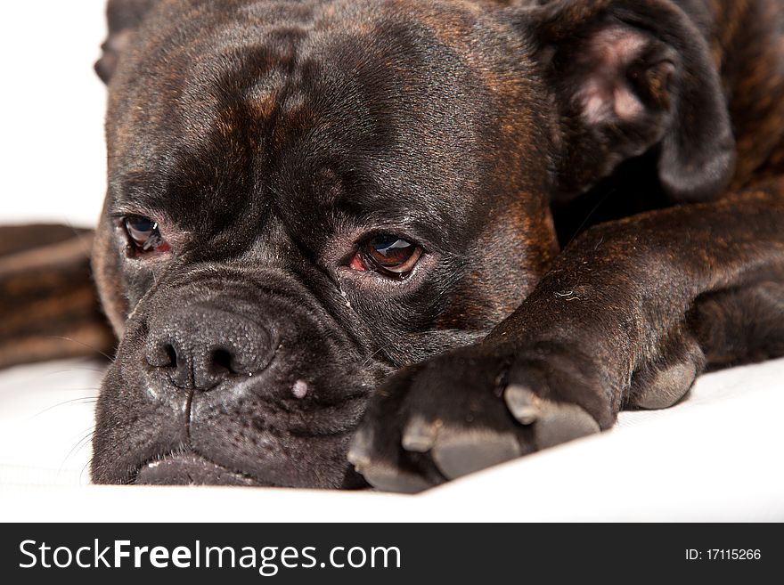 Sad boxer dog laying on white isolated background