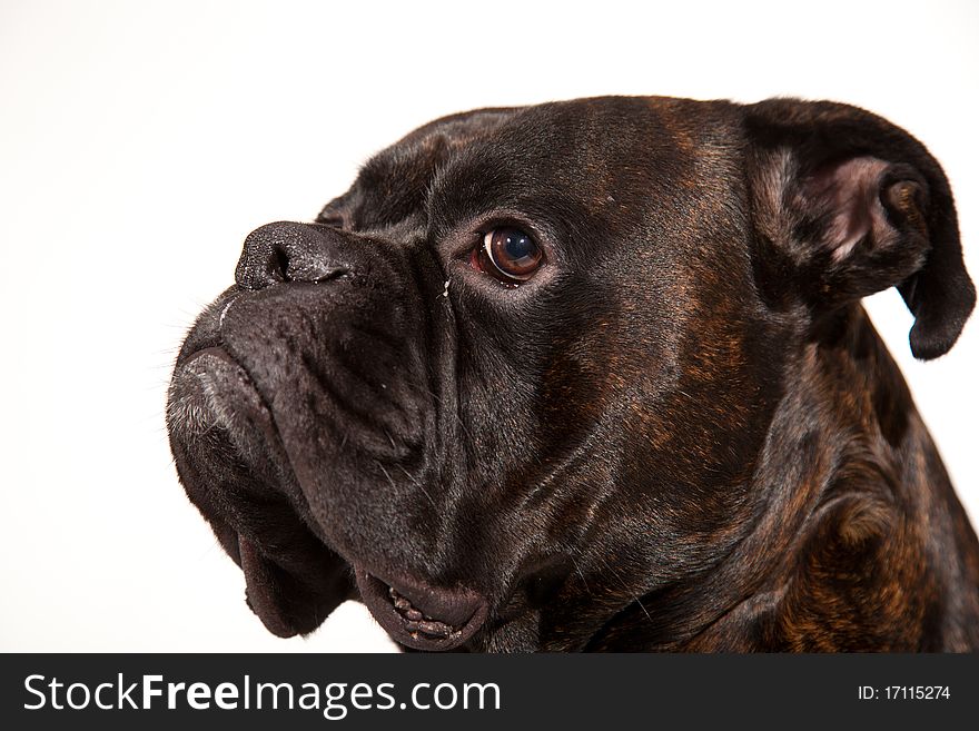 Sad boxer dog laying on white isolated background