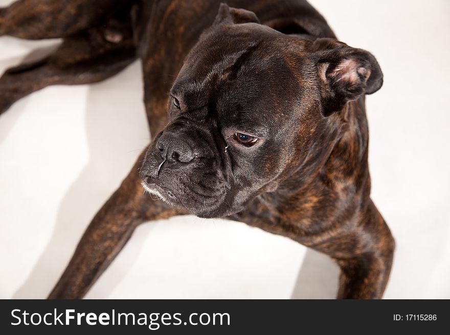 Sad boxer dog laying on white isolated background