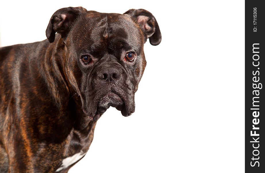 Sad boxer dog laying on white isolated background