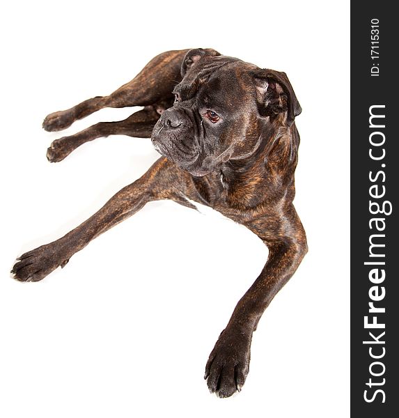 Sad boxer dog laying on white isolated background