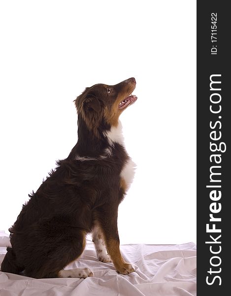 Profile, full-body picture of a brown Australian shepherd sitting in bed, looking attentively to his right. Isolated on white; model released. Profile, full-body picture of a brown Australian shepherd sitting in bed, looking attentively to his right. Isolated on white; model released.