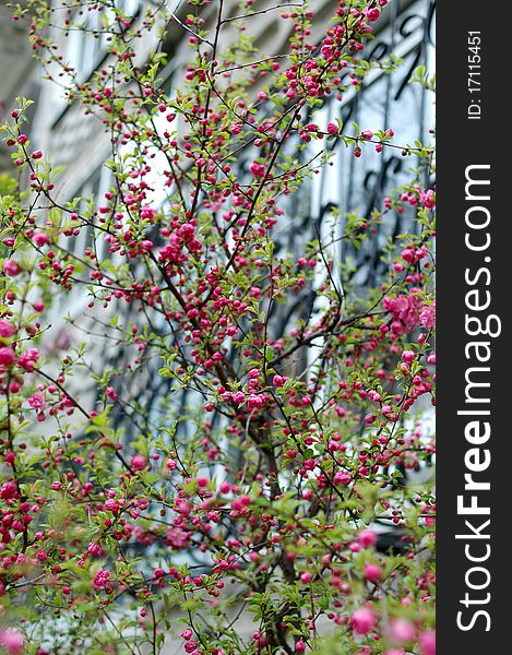 Spring pink cherry blossom (flowers) - sakura in blossom time. Spring pink cherry blossom (flowers) - sakura in blossom time.