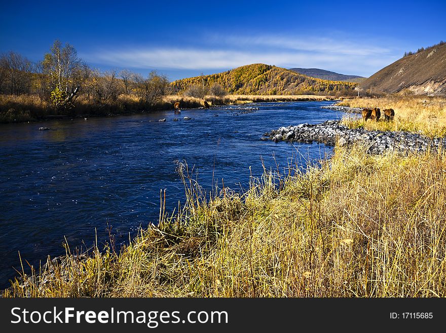 Horses and mountain river