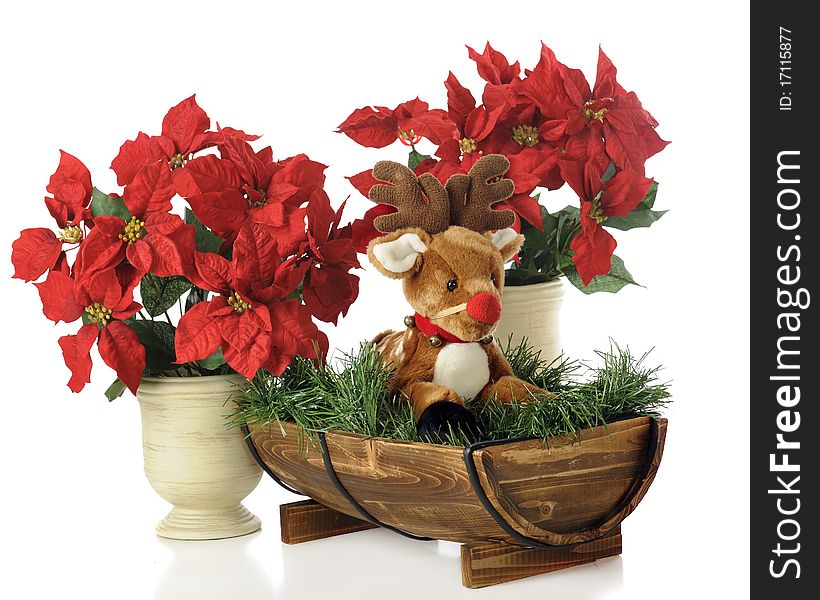 A toy fawn with a strapped-on red nose in a half-barrel among potted poinsettias. Isolated on white. A toy fawn with a strapped-on red nose in a half-barrel among potted poinsettias. Isolated on white.