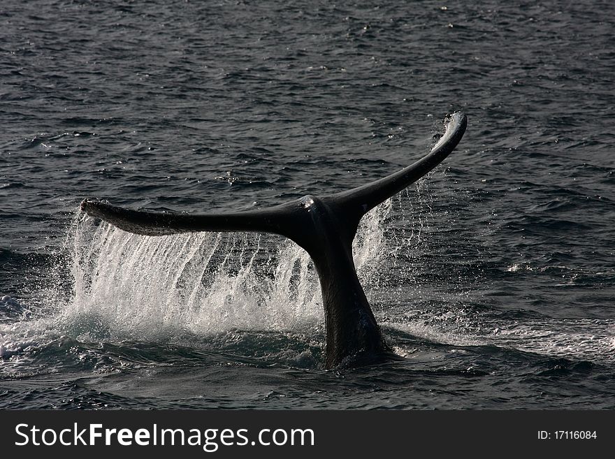 This is a humpback whale off the coast of Maui. This is a humpback whale off the coast of Maui