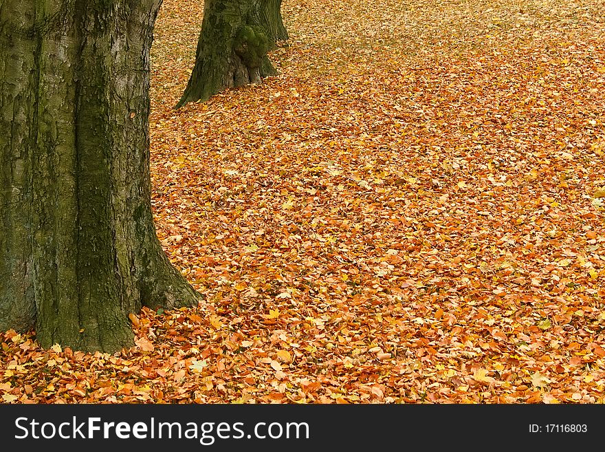 Fallen leaves on the ground in the park in autumn