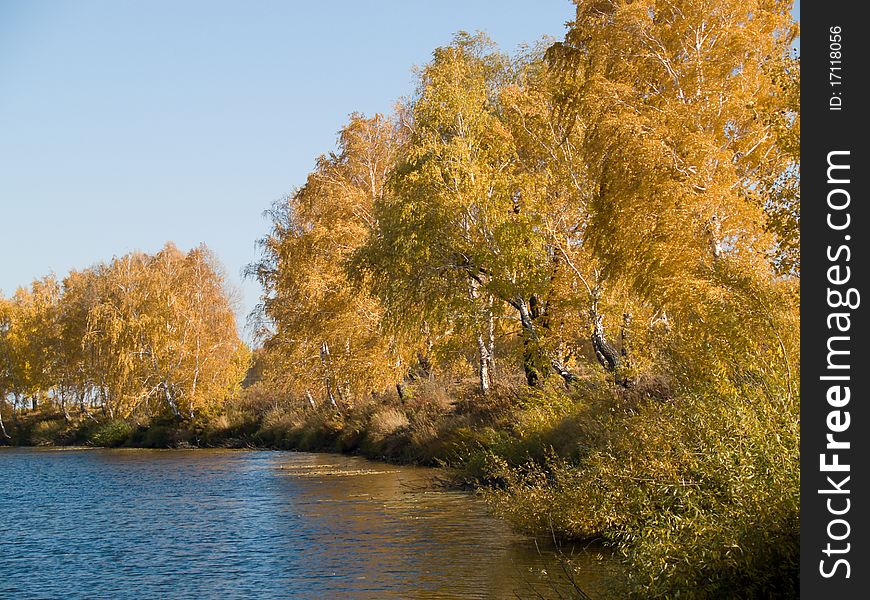 Autumn landscape with trees with yellow leafs