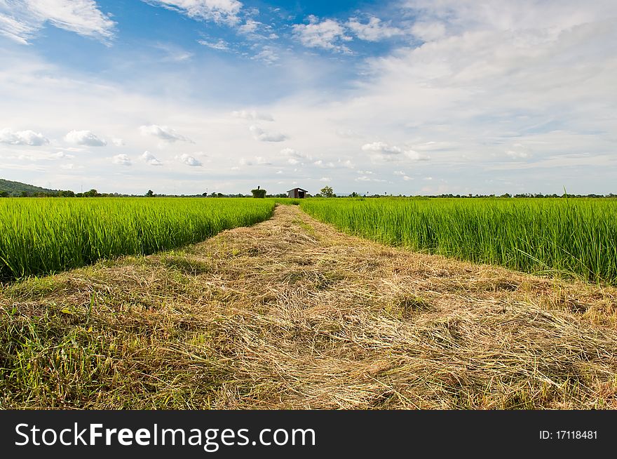 Rice farm over blue sky. Rice farm over blue sky