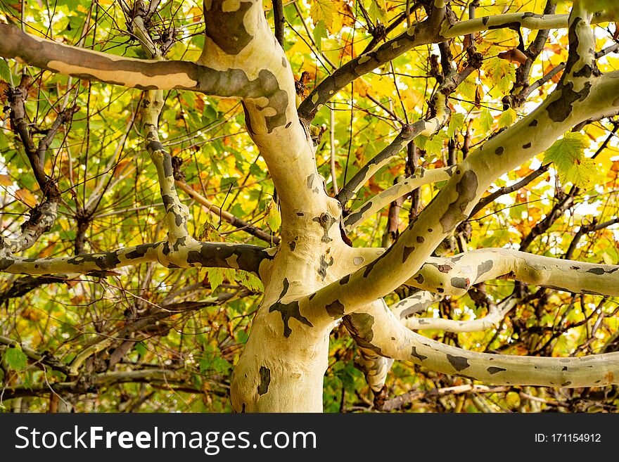 Big tree, Is amazing, A beautiful nature, great tree in the city of Berlin Germany, city jungle, nature in the big city, autumn season in Berlin, autumn tree in the city,