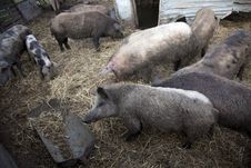 Pigs In A Farm Stock Photo