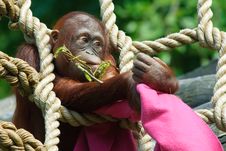 Cute Baby Orangutan Royalty Free Stock Photography
