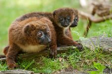 Cute Red-bellied Lemur With Baby Stock Images Cute Red-bellied Lemur With Baby Stock Images