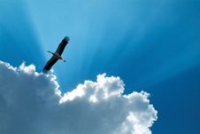Stork In Flight In Racconigi - Italy Royalty Free Stock Images