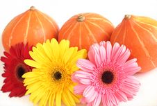 Three Pumpkins And Three Colorful Daisies On Whit Royalty Free Stock Image Three Pumpkins And Three Colorful Daisies On Whit Royalty Free Stock Image