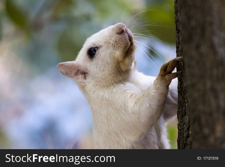 A close-up of a white squirrel climbing the trunk of a tree. A close-up of a white squirrel climbing the trunk of a tree