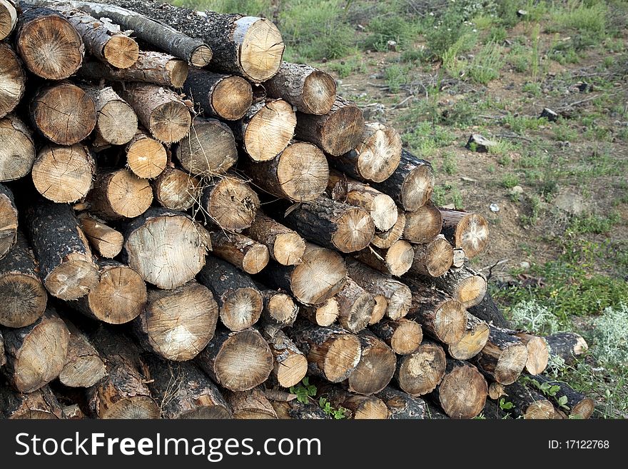 Pile of pine logs in a forest. Pile of pine logs in a forest.