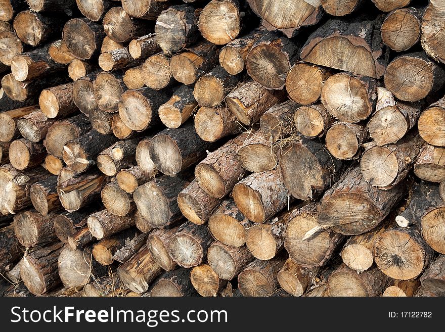 Pile of pine logs in a forest. Pile of pine logs in a forest.