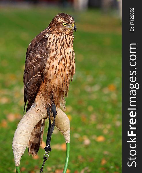 Nice a young Goshawk sitting.