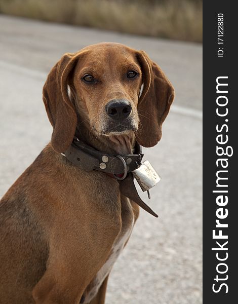 A close-up shot of hunting dog