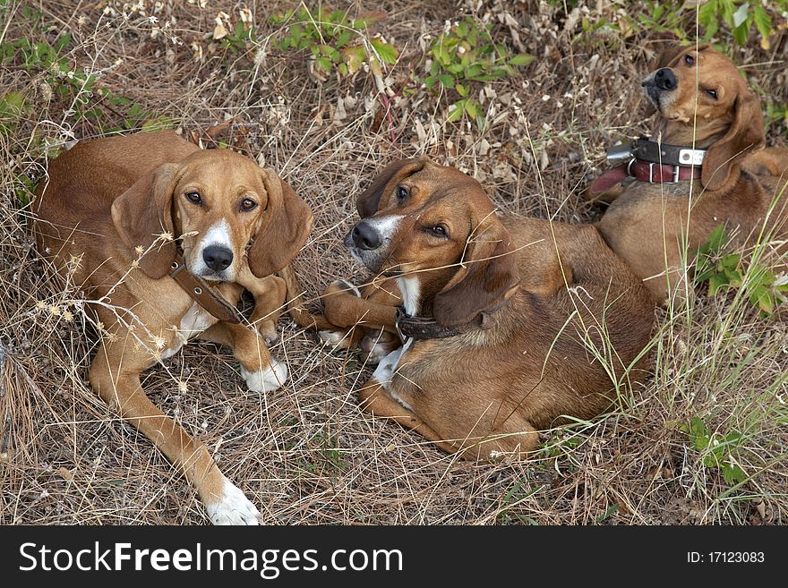 A close-up shot of hunting dogs