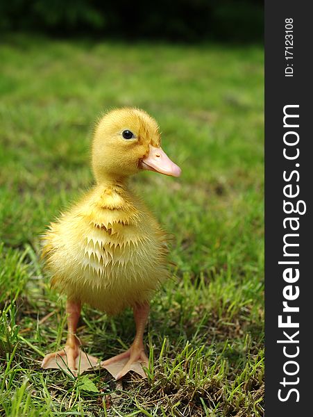 Small duck on background of grass