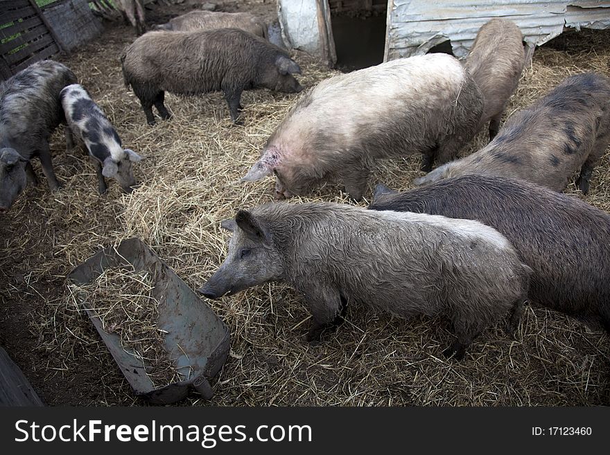 Pigs in a farm. Greece
